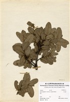 藏品(高山櫟)的圖片